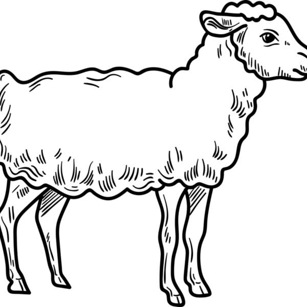 Lamb   Clipart 3 Miniaturansicht